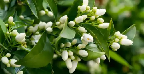 What are the Uses of Bitter Orange Flower Extract in Aromatherapy?